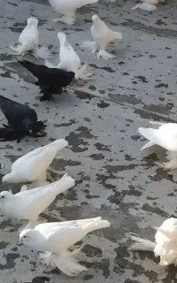 کبوتر
