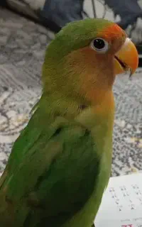 یک عدد کوتوله برزیلی ماده گمشده