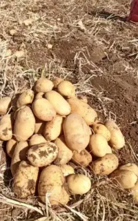 سیب زمینی     بذری ۴۰۲ سانتا
