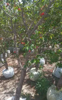 نهال. درخت.  شمشاد. نهالستان. چمن