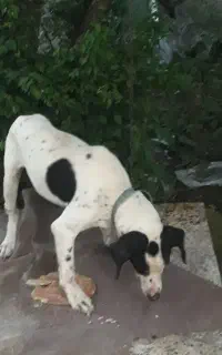 سگ شکاری واگذار میشود