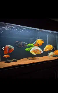 ماهی اسکار سایز بزرگ پرتقالی رد چیلی لیمویی خریدار