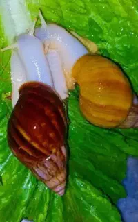 فروش حلزون .توضیحات بخونید