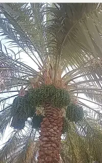 توضیحات بخونید ممنون
