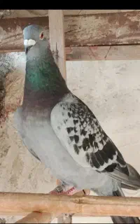 کبوتر