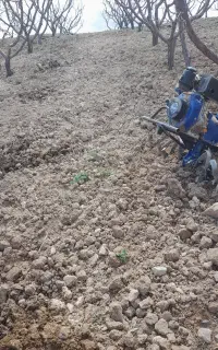 تیلرزنی باغات