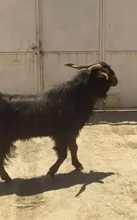 دور