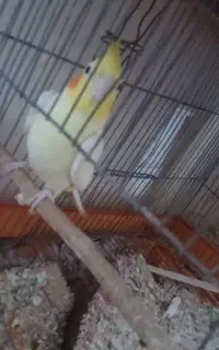 مرغ عروس هلندی