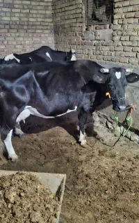 گاو حامله گوساله