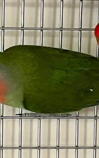 کوتوله فیشر صورت هلویی