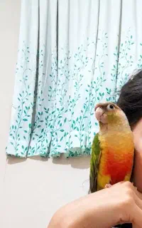 گمشده طوطی گرین چیک
