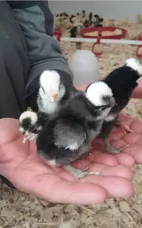 پخش اگهی جوجه سلطانweلهستانیpoپاپر برهماzx