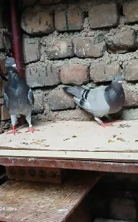 چند جفت کبوتر جفتگاهی