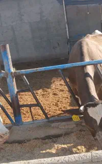 2راس تلیسه یک شکم زای یک گوساله