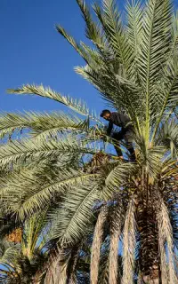 قطع نخل برش نخل رایگان