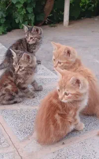 جوجه گربه ناز