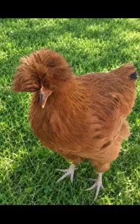 مرغ نژاد دار لهستانی