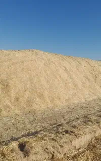 کاه گندم  دیم نرم وریز
