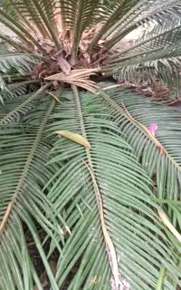 دو عدد سیکاس 4 و 6 ساله