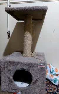 گربه پرشین persian