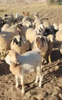 میش داشتی