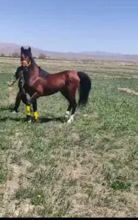 کشش اسب