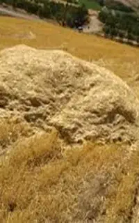 فروش کاه