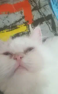 گربه پرشین ماده