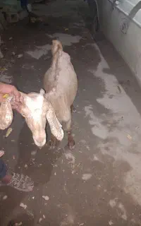 بز پاکستانی هم برا کشتن هم برا داشتی