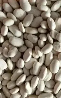 لوبیا سفید 1 تن و 700 کیلو