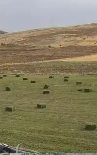 ۲۵۰ پرس یونجه