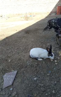 خرگوش نر بزرگ