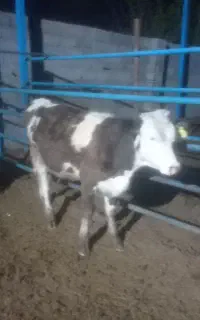 گاو گوساله سیمنتال