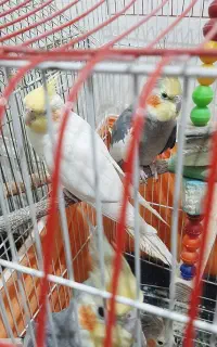 عروس هلندی مولد جوجه ۱ساله