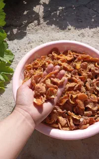 برگه زرد آلو امسالی