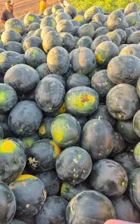هندوانه خربزه دزفول اماده همکاری با کل حجره داران