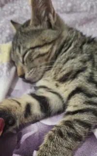 گربه آروم و مهربون