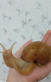 حلزون