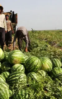 کودتقویتی برای فصل گرما مناسب تمام محصولات کشاورزی