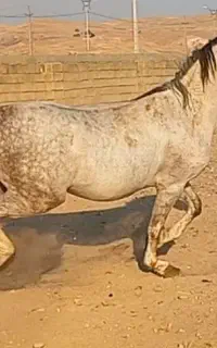 مادیان درجه یک نزدیک زایمان شش دانگ