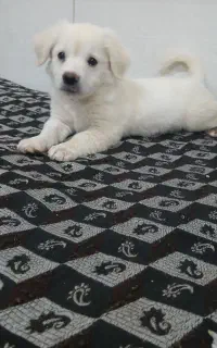 سگ پاکوتاه