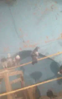 تهرانی