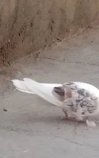 کبوتر