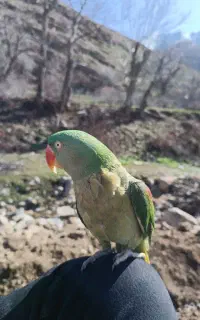 شاه طوطی گم شده (مژدگانی)