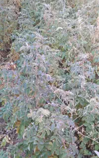 چاه اجاره ای