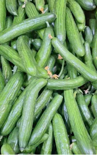 اکیپ واسه خیار چیدن
