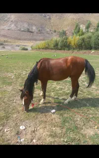 اسب عشایری