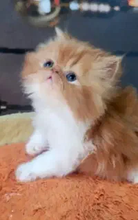 گربه قهوه ای پرشین اسکات