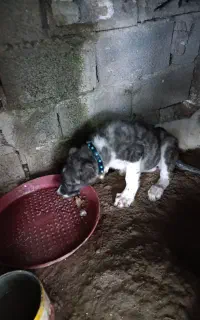 توله سگ خراسانی ماده