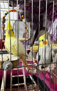 دو عدد عروس هلندی نر ماده